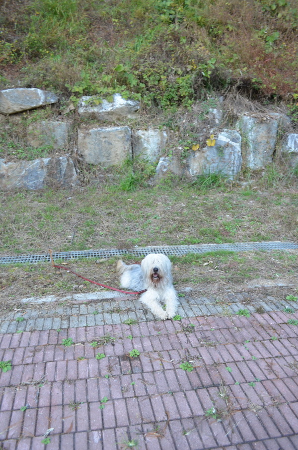 1679372498_10yzFd79_C5A9B1E2BAAFC8AF_DSC_0193.JPG