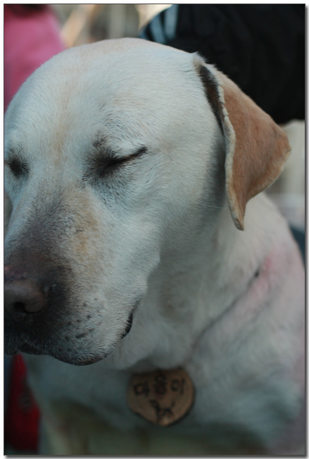 2010385364_XtpYLexr_008.jpg